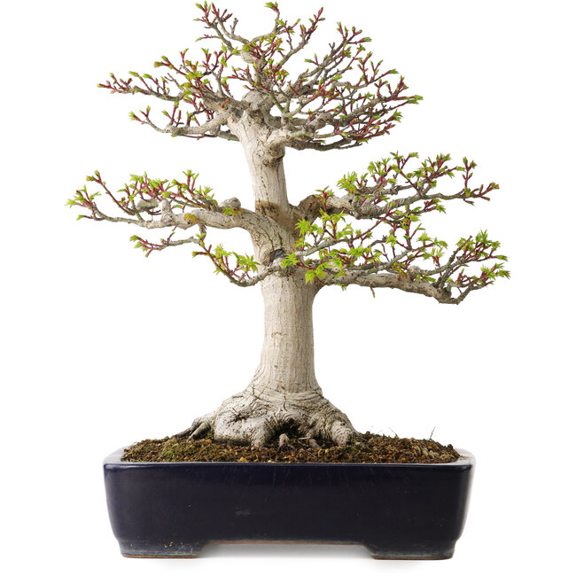 Acer palmatum Shishigashira, 46 cm, ± 35 anni, con un nebari di 19 cm, in un vaso giapponese fatto a mano da Yamafusa