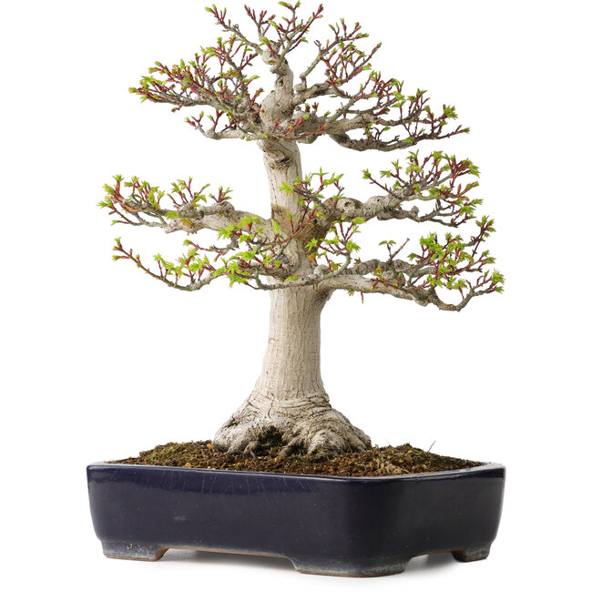 Acer palmatum Shishigashira, 46 cm, ± 35 anni, con un nebari di 19 cm, in un vaso giapponese fatto a mano da Yamafusa