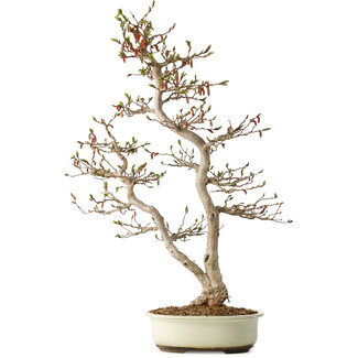 Seto Yaki Carpinus coreana, 68 cm, ± 35 jaar oud
