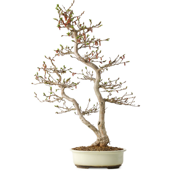 Carpinus coreana, 68 cm, ± 35 anni, in un vaso giapponese Seto Yaki