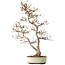 Carpinus coreana, 68 cm, ± 35 jaar oud, in een Japanse Seto Yaki pot
