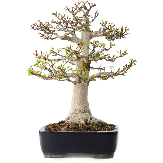 Acer palmatum Shishigashira, 46 cm, ± 35 years old, with a nebari of 19 cm, in a handmade Japanese pot by Yamafusa