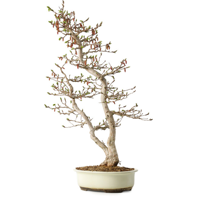 Carpinus coreana, 68 cm, ± 35 jaar oud, in een Japanse Seto Yaki pot