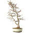 Carpinus coreana, 68 cm, ± 35 ans, dans un pot japonais Seto Yaki