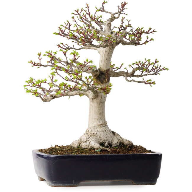 Acer palmatum Shishigashira, 46 cm, ± 35 jaar oud, met een nebari van 19 cm, in een handgemaakte Japanse pot van Yamafusa