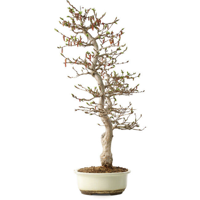 Carpinus coreana, 68 cm, ± 35 jaar oud, in een Japanse Seto Yaki pot