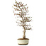 Carpinus coreana, 68 cm, ± 35 ans, dans un pot japonais Seto Yaki