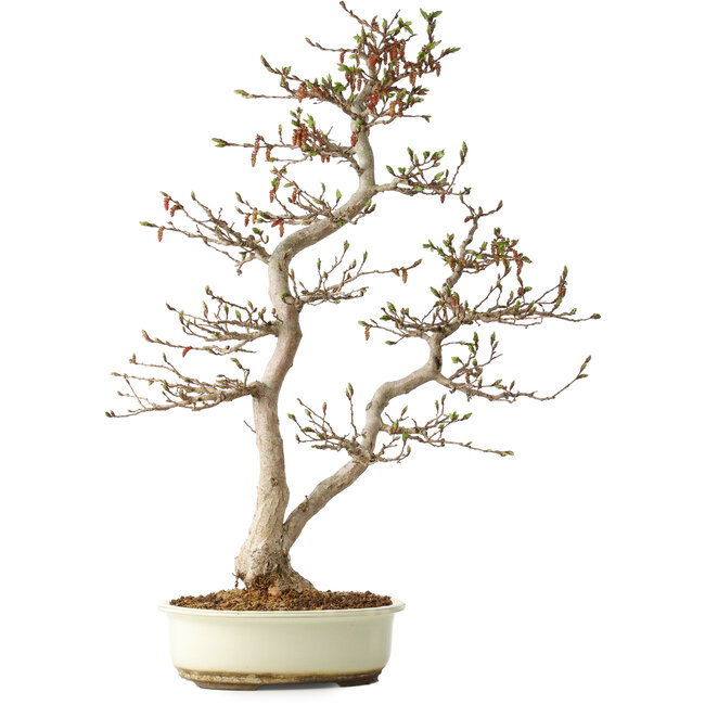 Carpinus coreana, 68 cm, ± 35 ans, dans un pot japonais Seto Yaki