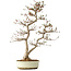 Carpinus coreana, 68 cm, ± 35 ans, dans un pot japonais Seto Yaki
