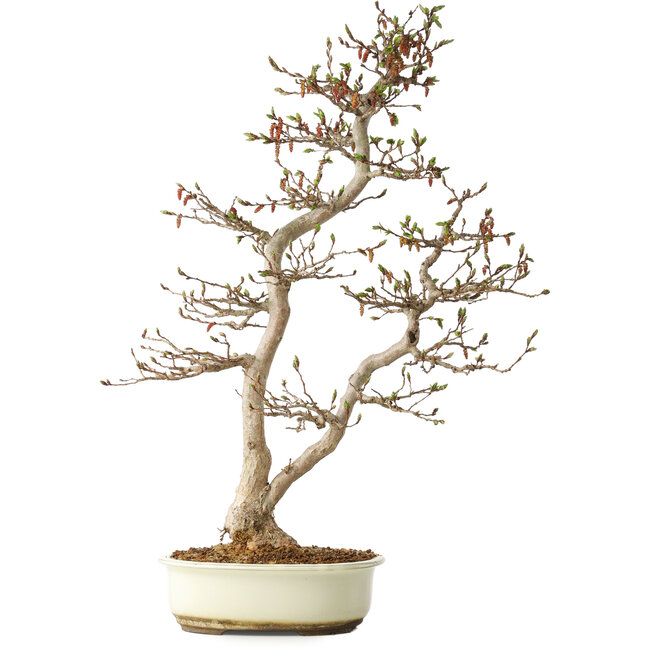 Carpinus coreana, 68 cm, ± 35 jaar oud, in een Japanse Seto Yaki pot