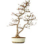Carpinus coreana, 68 cm, ± 35 ans, dans un pot japonais Seto Yaki