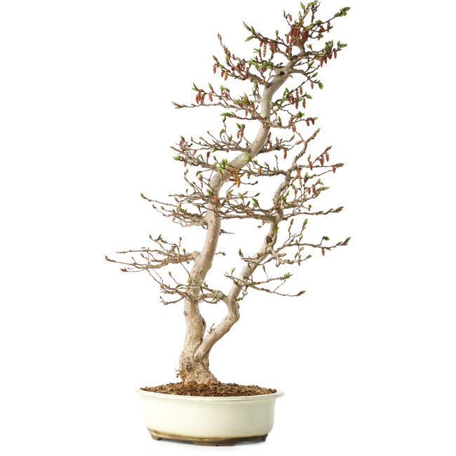 Carpinus coreana, 68 cm, ± 35 Jahre alt, in einem japanischen Seto Yaki Topf