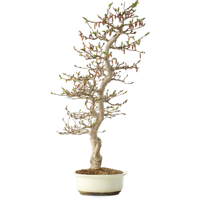 Carpinus coreana, 68 cm, ± 35 Jahre alt, in einem japanischen Seto Yaki Topf