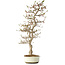 Carpinus coreana, 68 cm, ± 35 ans, dans un pot japonais Seto Yaki