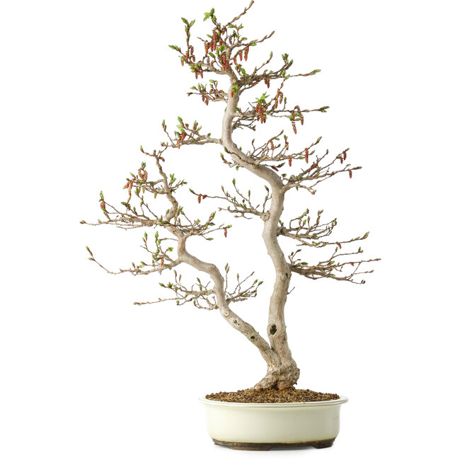 Carpinus coreana, 68 cm, ± 35 ans, dans un pot japonais Seto Yaki