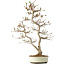Carpinus coreana, 68 cm, ± 35 ans, dans un pot japonais Seto Yaki
