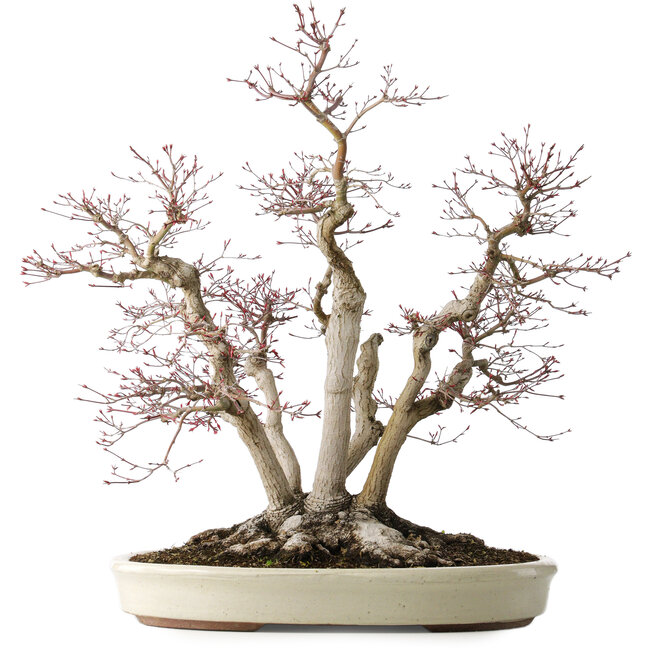 Acer palmatum Deshojo, 65 cm, ± 50 Jahre alt, mit einem Nebari von 36 cm