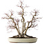 Acer palmatum Deshojo, 65 cm, ± 50 Jahre alt, mit einem Nebari von 36 cm