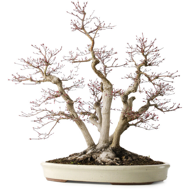 Acer palmatum Deshojo, 65 cm, ± 50 years old, with a nebari of 36 cm