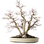 Acer palmatum Deshojo, 65 cm, ± 50 jaar oud, met een nebari van 36 cm