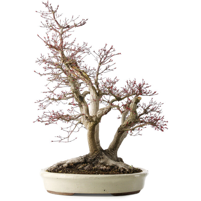 Acer palmatum Deshojo, 65 cm, ± 50 Jahre alt, mit einem Nebari von 36 cm