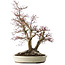 Acer palmatum Deshojo, 65 cm, ± 50 Jahre alt, mit einem Nebari von 36 cm