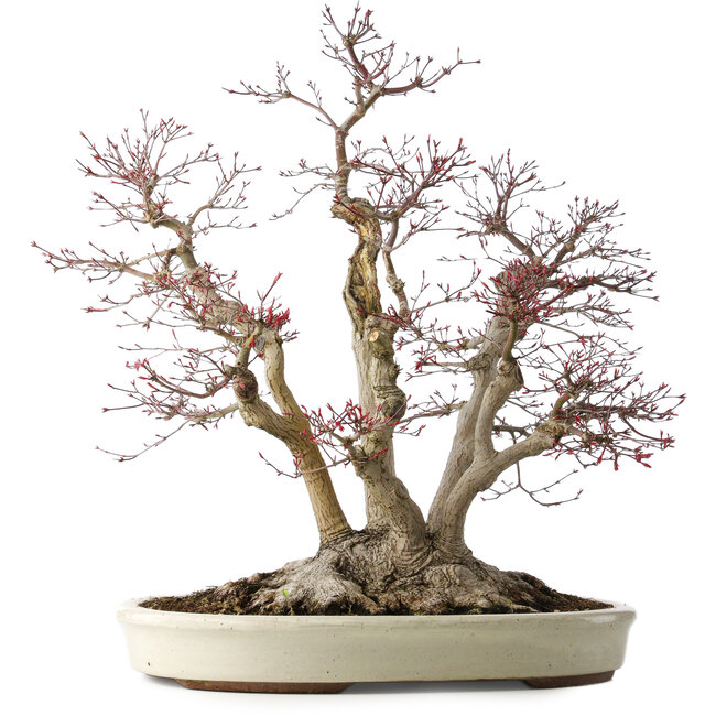Acer palmatum Deshojo, 65 cm, ± 50 jaar oud, met een nebari van 36 cm