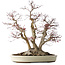 Acer palmatum Deshojo, 65 cm, ± 50 jaar oud, met een nebari van 36 cm