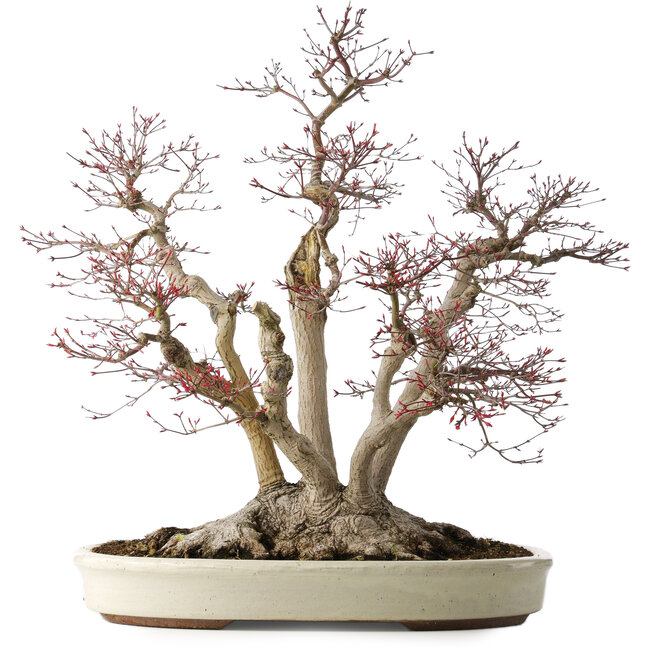 Acer palmatum Deshojo, 65 cm, ± 50 años, con un nebari de 36 cm