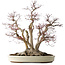 Acer palmatum Deshojo, 65 cm, ± 50 Jahre alt, mit einem Nebari von 36 cm