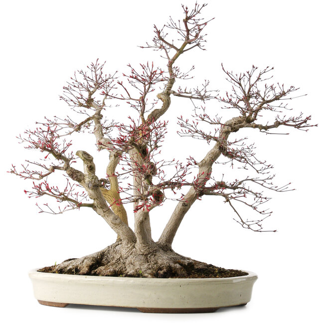 Acer palmatum Deshojo, 65 cm, ± 50 anni, con un nebari di 36 cm