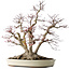 Acer palmatum Deshojo, 65 cm, ± 50 Jahre alt, mit einem Nebari von 36 cm