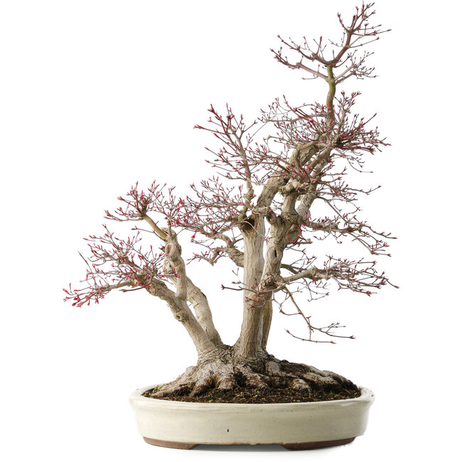 Acer palmatum Deshojo, 65 cm, ± 50 años, con un nebari de 36 cm