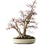 Acer palmatum Deshojo, 65 cm, ± 50 Jahre alt, mit einem Nebari von 36 cm