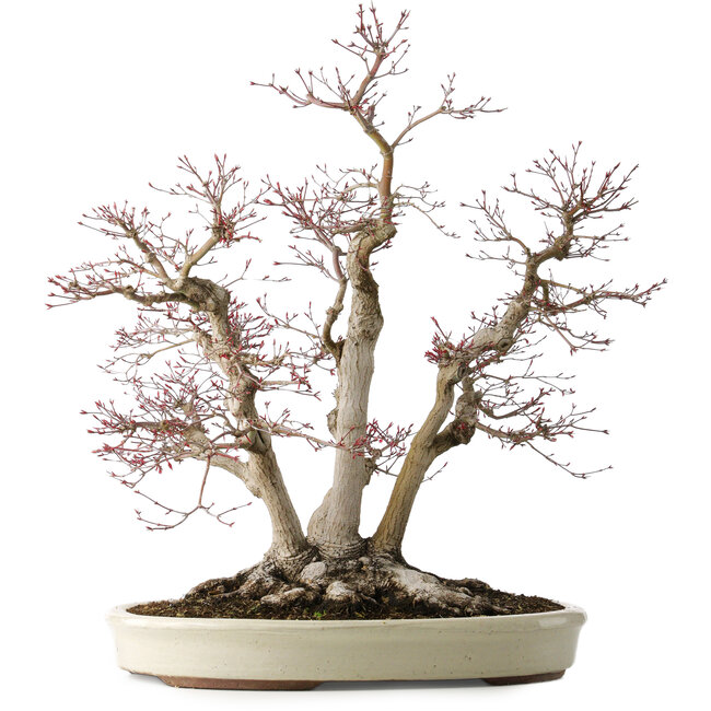 Acer palmatum Deshojo, 65 cm, ± 50 jaar oud, met een nebari van 36 cm