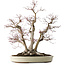 Acer palmatum Deshojo, 65 cm, ± 50 Jahre alt, mit einem Nebari von 36 cm