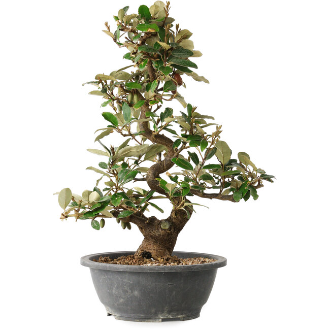 Elaeagnus, 40 cm, ± 12 jaar oud