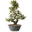 Elaeagnus, 40 cm, ± 12 jaar oud