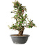 Elaeagnus, 40 cm, ± 12 jaar oud