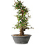 Elaeagnus, 40 cm, ± 12 jaar oud