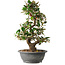 Elaeagnus, 40 cm, ± 12 jaar oud