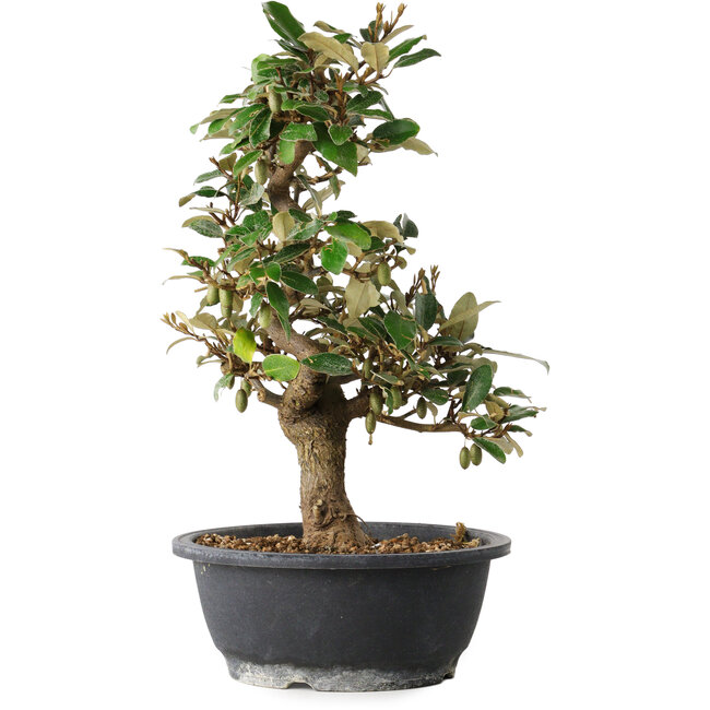 Elaeagnus, 37 cm, ± 12 years old