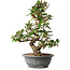 Elaeagnus, 40 cm, ± 12 jaar oud