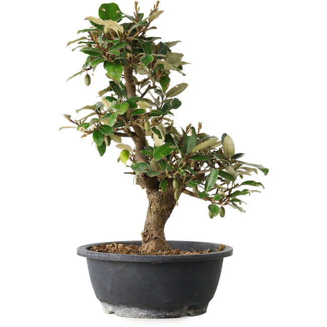 Elaeagnus, 37 cm, ± 12 años