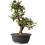 Elaeagnus, 37 cm, ± 12 years old