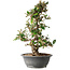 Elaeagnus, 40 cm, ± 12 jaar oud