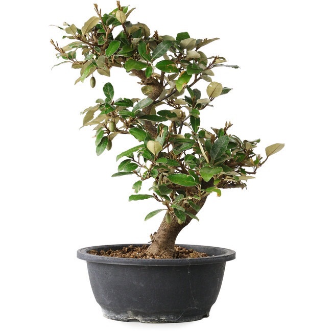 Elaeagnus, 37 cm, ± 12 jaar oud