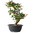 Elaeagnus, 37 cm, ± 12 years old