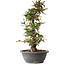 Elaeagnus, 40 cm, ± 12 jaar oud