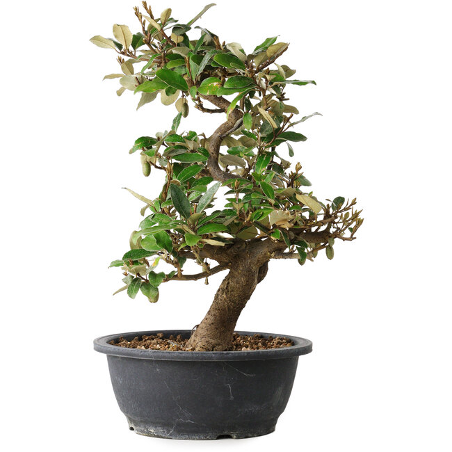 Elaeagnus, 37 cm, ± 12 Jahre alt
